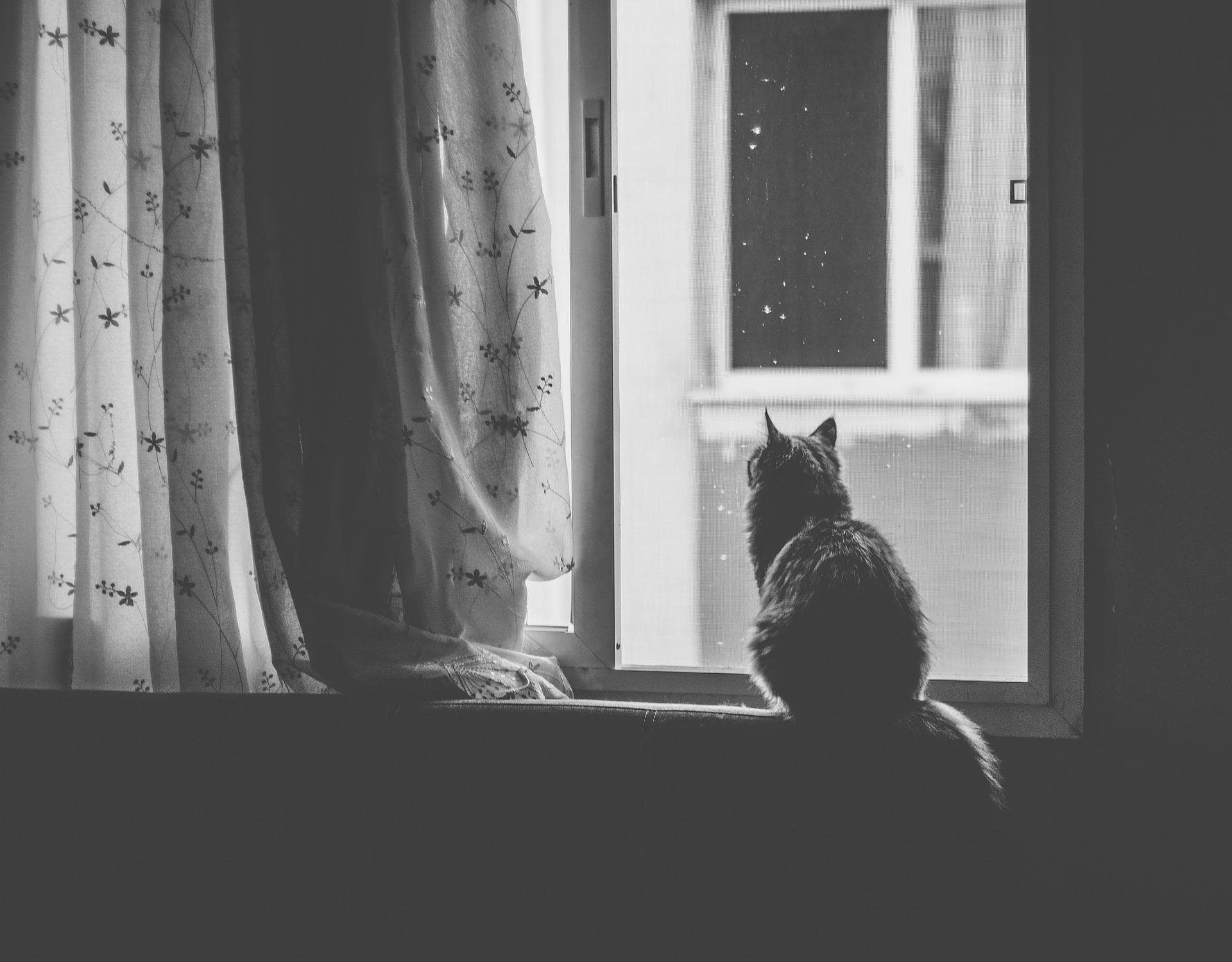 カーテンと猫