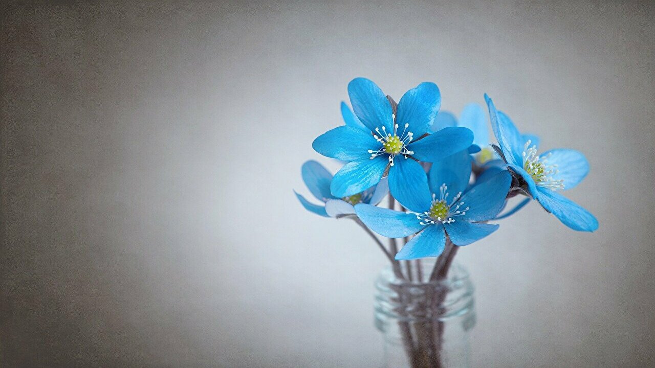 ユキワリソウ